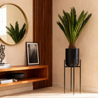 Cycas revoluta (cycas) – Ø15 cm, 45–55 cm de haut – art. 54718