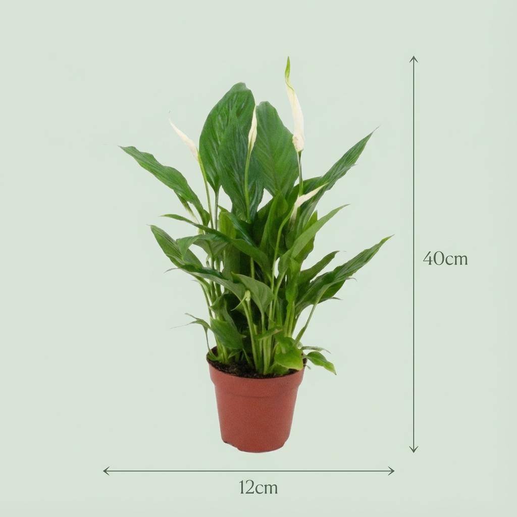 2× Spathiphyllum (peace lily) – Ø12 cm, 35–40 cm tall – photo 4