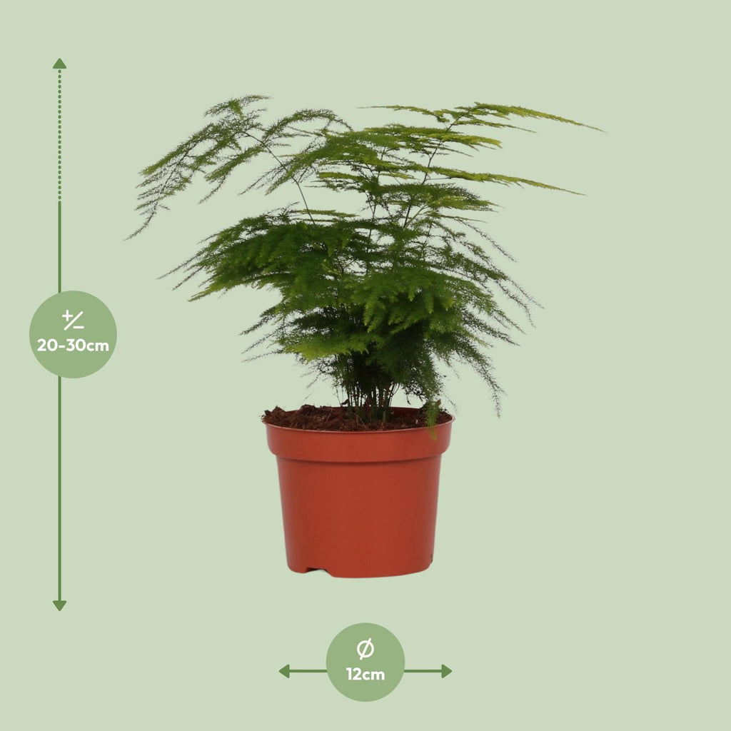 Asparagus Setaceus (asparagusvaren) – Ø12 cm, 35 cm hoog – foto 2