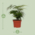 Asparagus Setaceus (asparagusvaren) – Ø12 cm, 35 cm hoog