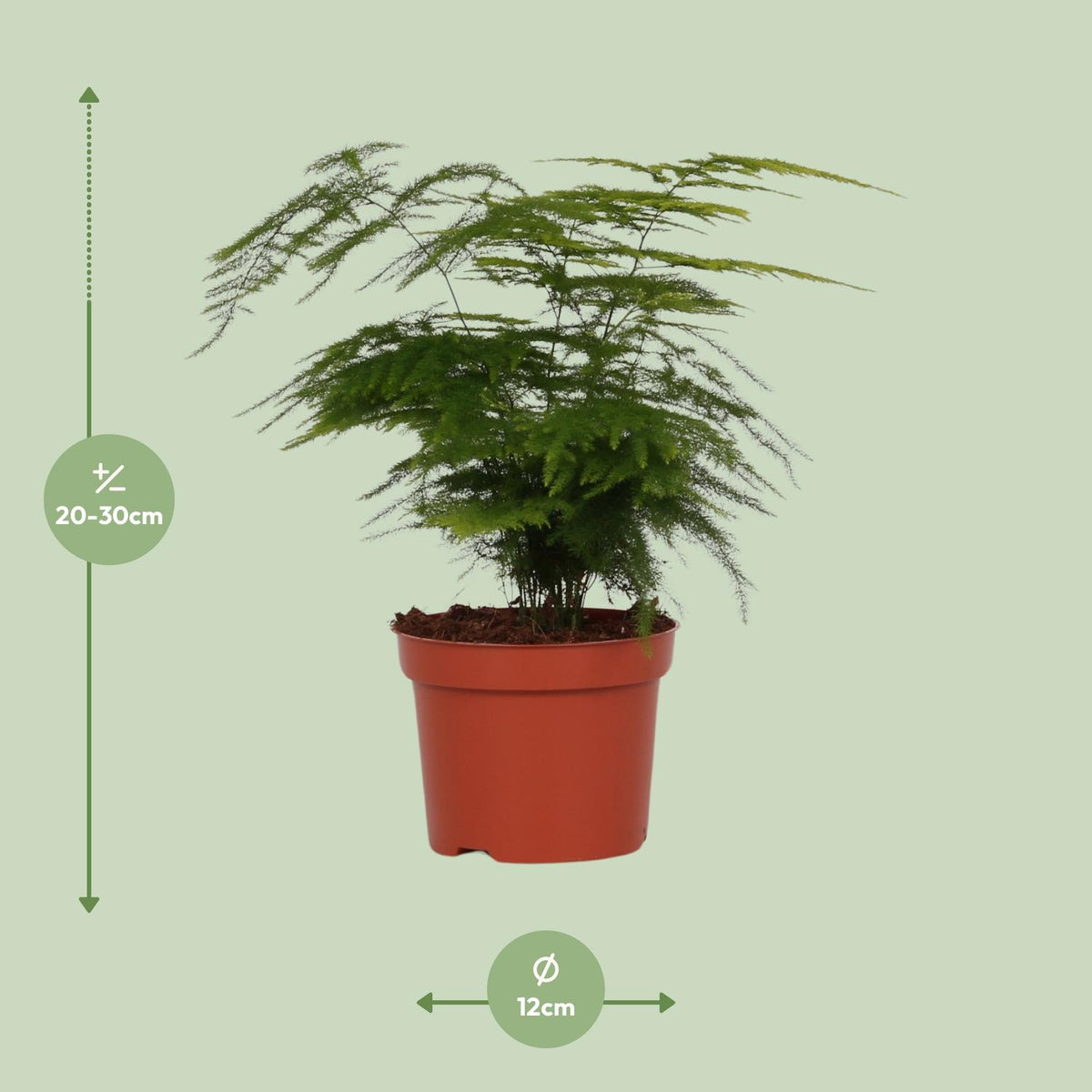 Asparagus Setaceus (asparagusvaren) – Ø12 cm, 35 cm hoog
