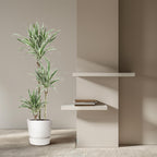Dracaena White Stripe (drakenboom) – Ø24 cm, 150 cm hoog
