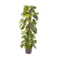 Epipremnum Pinnatum (scindapsus) – Ø24 cm, 120 cm de haut