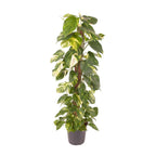 Epipremnum Pinnatum (scindapsus) – Ø24 cm, 120 cm de haut