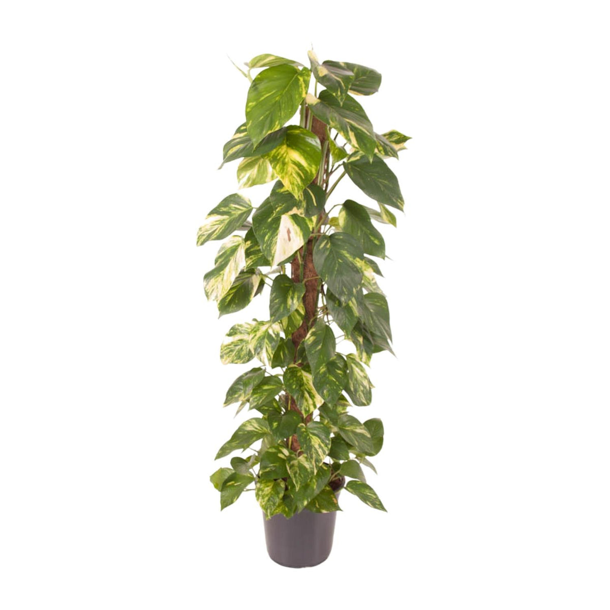 Epipremnum Pinnatum (scindapsus) – Ø24 cm, 120 cm høj