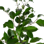 Ficus benjamina Exotica (Weiner-Ficus) – Ø 17 cm, 60–80 cm hoch