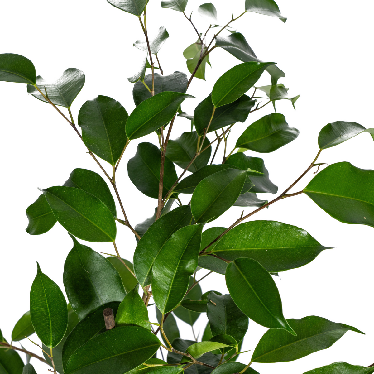Ficus benjamina Exotica (treurvijg) – Ø17 cm, 60–80 cm hoog