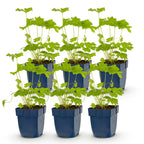 Delphinium 'Black Knight' (pied-d'éléphant) – violet – 6 plants, Ø11 cm, 15–25 cm de haut