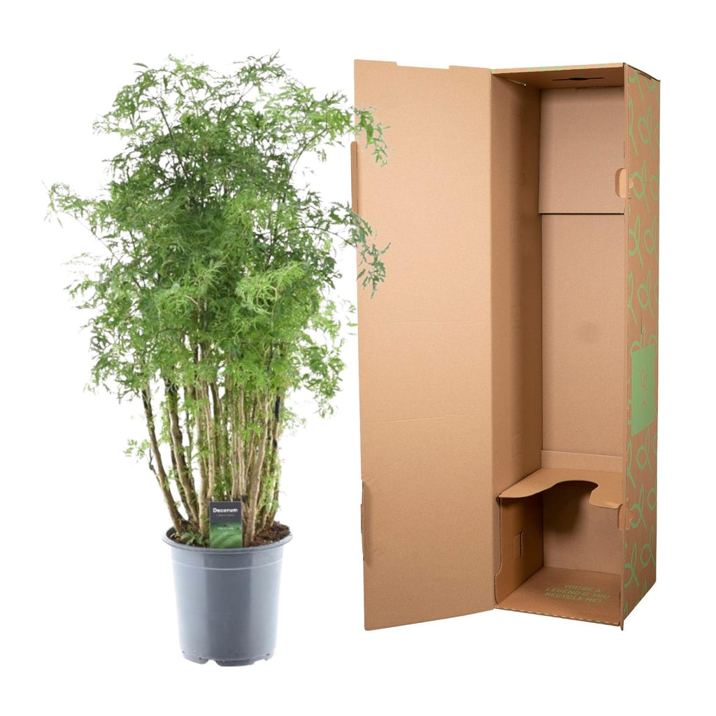 Polyscias Hawaiiana Ming (aralia) – Ø24 cm, 90 cm de haut