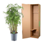 Polyscias Hawaiiana Ming (aralia) – Ø24 cm, 90 cm de haut