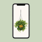 Peperomia Rotundifolia – Ø15 cm, 25 cm hoog