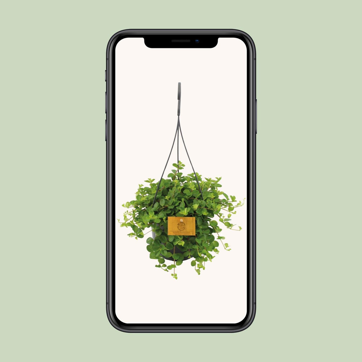 Peperomia Rotundifolia – Ø15 cm, 25 cm hoog