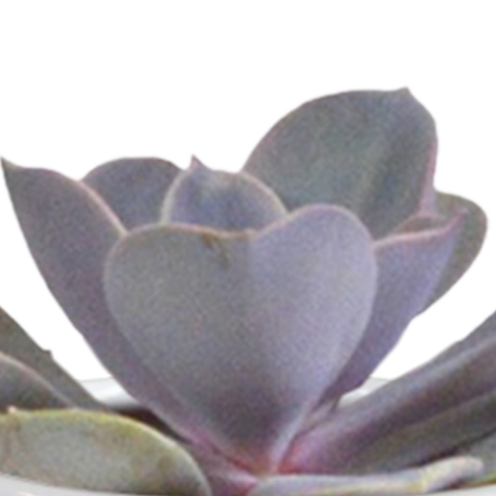 15× Cactus en vetplanten mix (Cactaceae) in witte pot – Ø7 cm, 13 cm hoog – foto 6