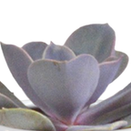 15× Cactus en vetplanten mix (Cactaceae) in witte pot – Ø7 cm, 13 cm hoog