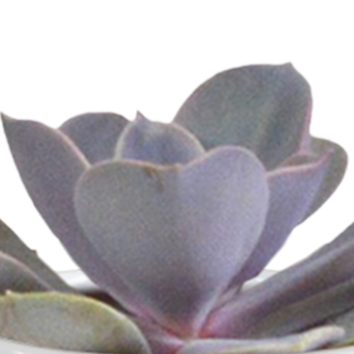 15× Cactus en vetplanten mix (Cactaceae) in witte pot – Ø7 cm, 13 cm hoog – foto 6