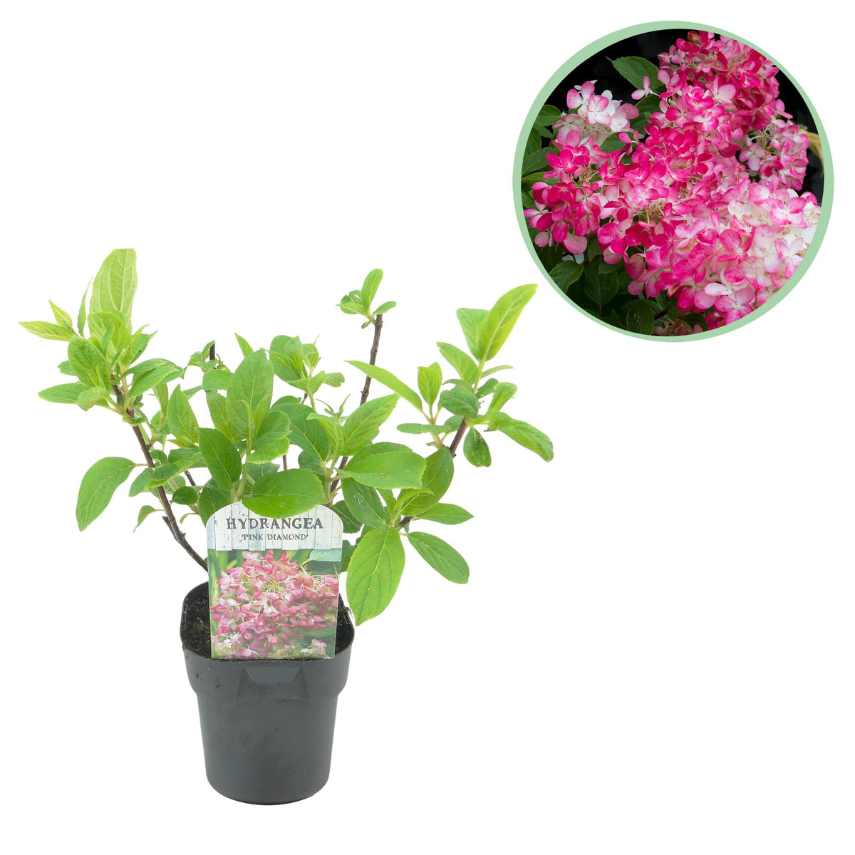 Hydrangea panniculata 'Pink Diamond' (hortensia) – roze-wit – Ø17 cm, 50 cm hoog