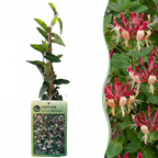 Lonicera japonica 'Red World' (japansk kaprifol) – rödrosa – 2 plantor, Ø 9 cm, 35 cm hög