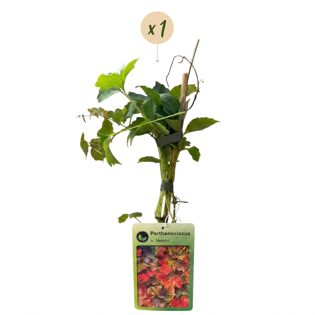 Parthenocissus tricuspidata 'Veitchii Boskoop' (vigne vierge) – jaune – Ø9 cm, 35 cm de haut – photo 2