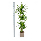 Dracaena Deremensis Lisa (arbre dragonnier) – Ø24 cm, 130–150 cm de haut