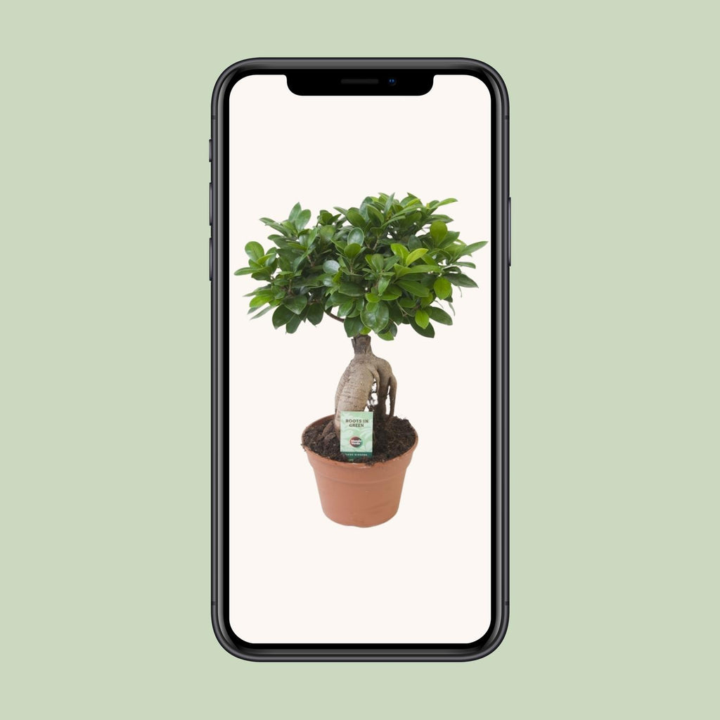 Ficus Ginseng – Ø17 cm, 40 cm høj