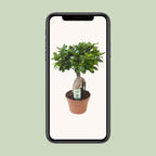 Ficus Ginseng – Ø17 cm, 40 cm høj