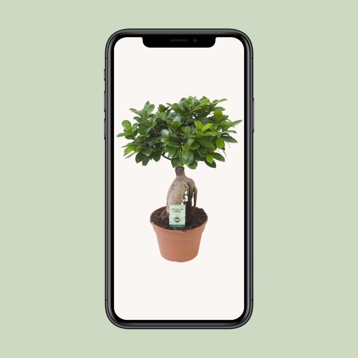 Ficus Ginseng – Ø17 cm, 40 cm hoog