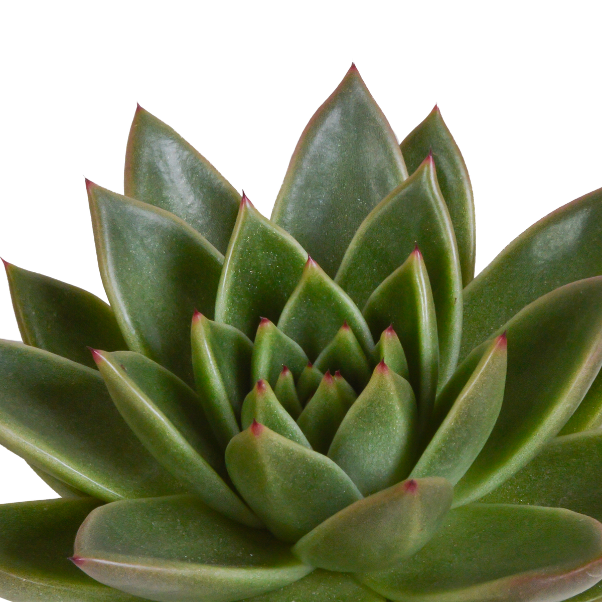 Echeveria mix – Ø11 cm, 15 cm hoog