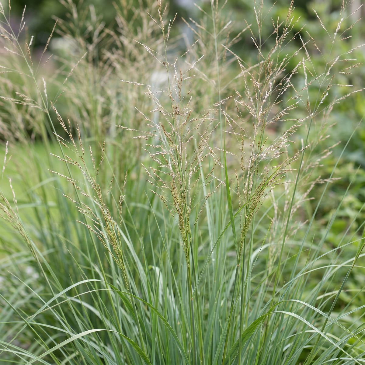 Molinia arund. 'Karl Foerster' (molinia) – 6 plantes, Ø11 cm, 15–25 cm de haut – photo 5