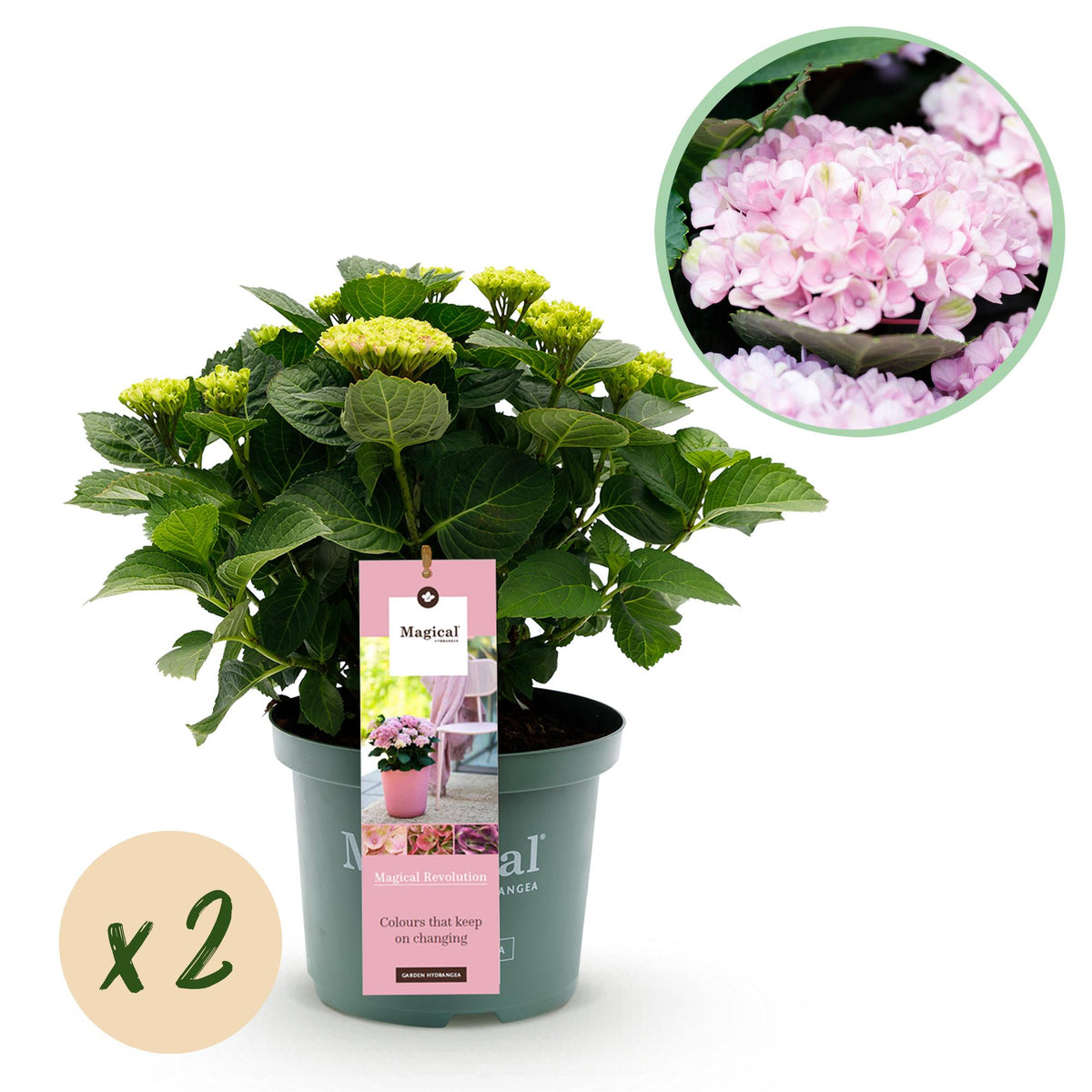 Hydrangea 'Magical Revolution Pink' – 2 planten, Ø23 cm, 55 cm hoog
