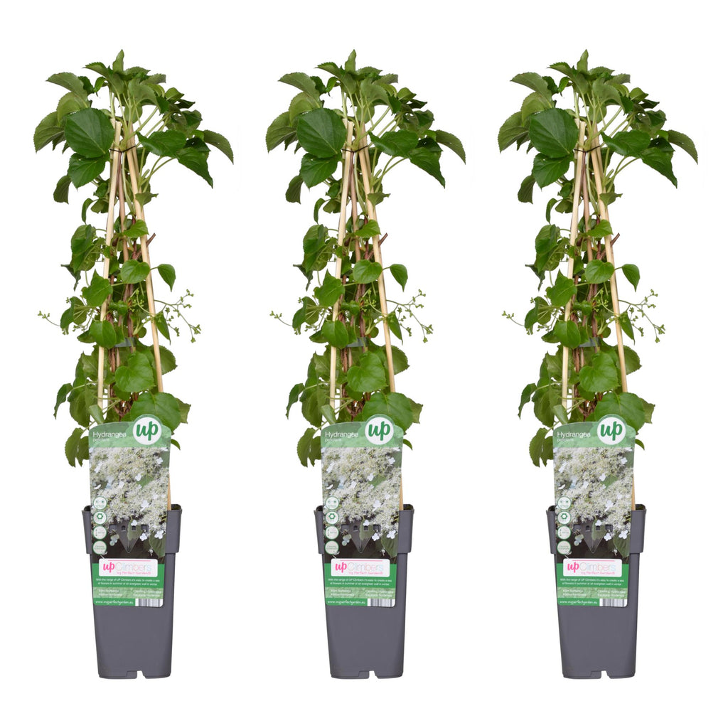 Hydrangea petiolaris (climbing hydrangea) – 3 plants, Ø15 cm, 65 cm high