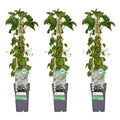 Hydrangea petiolaris (climbing hydrangea) – 3 plants, Ø15 cm, 65 cm high