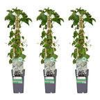 Hydrangea petiolaris (climbing hydrangea) – 3 plants, Ø15 cm, 65 cm high