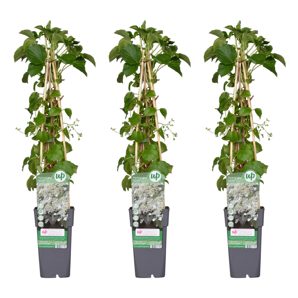 Hydrangea petiolaris (hortensia) – 3 planten, Ø15 cm, 65 cm hoog