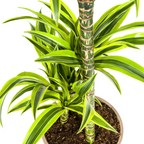 Dracaena Deremensis Lemon Lime (drakenboom) – Ø21 cm, 90–110 cm hoog