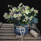 Helleborus 'Angels Glow' (rosa Blüte) – Ø19 cm, 50 cm hoch