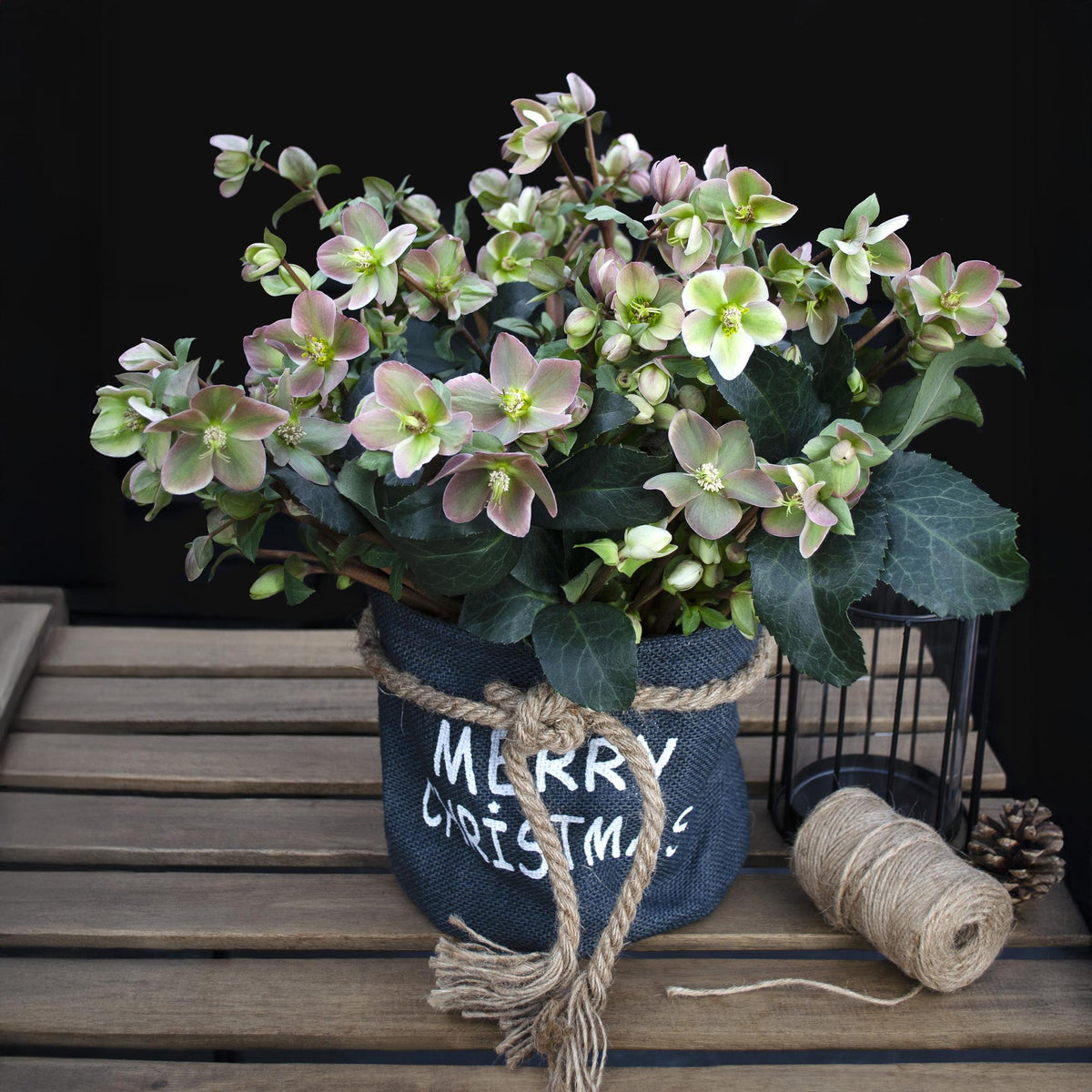 Helleborus 'Angels Glow' (rosa Blüte) – Ø19 cm, 50 cm hoch – Bild 5