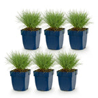 Festuca glauca (blågræs) – 6 planter, Ø11 cm, 15–25 cm høje