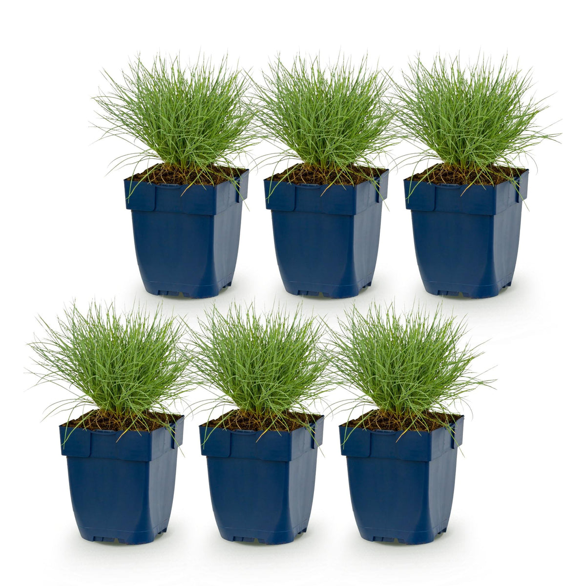 Festuca glauca (blågræs) – 6 planter, Ø11 cm, 15–25 cm høje – billede 2