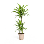 Dracaena Deremensis White Stripe (Drachenbaum) – Ø 21 cm, 90–110 cm hoch