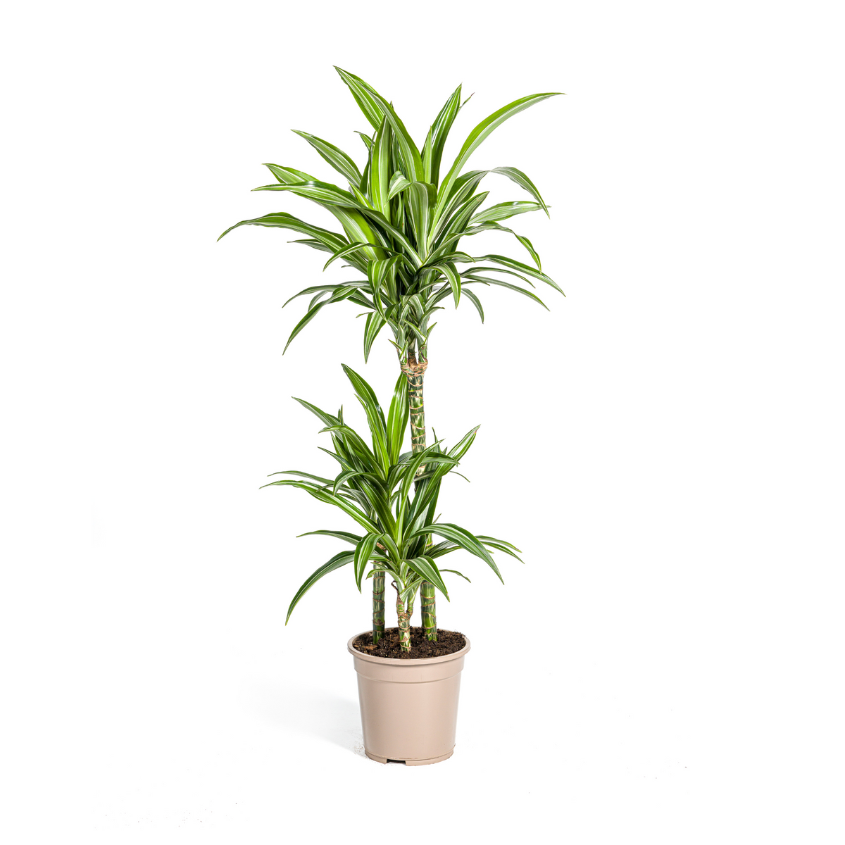 Dracaena Deremensis White Stripe (Drachenbaum) – Ø 21 cm, 90–110 cm hoch