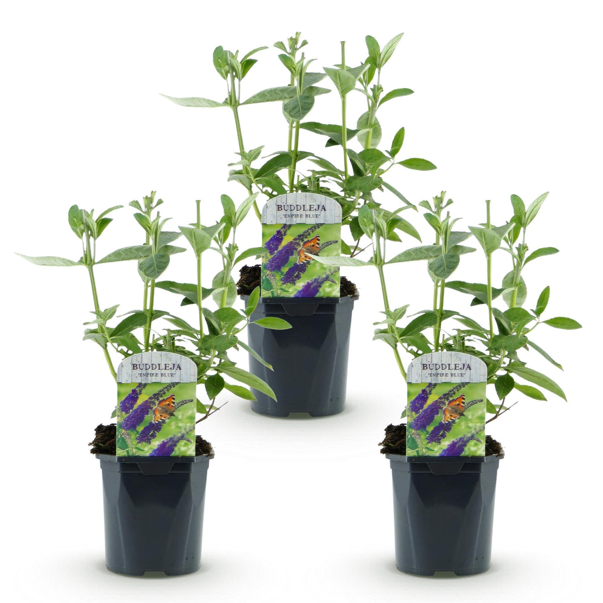 Buddleja davidii 'Empire Blue' (vlinderstruik) – blauw – 3 planten, Ø17 cm, 45 cm hoog