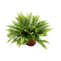 Nephrolepis Boston Green Moment (Schwertfarn) – Ø 12 cm, 20 cm hoch