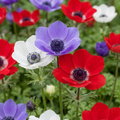 Anemonenmix 'De Caen' – 60 bloembollen (bolmaat 5/6)