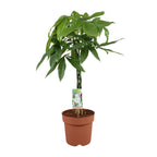 Pachira aquatica (geldboom) – Ø21 cm, 90 cm hoog