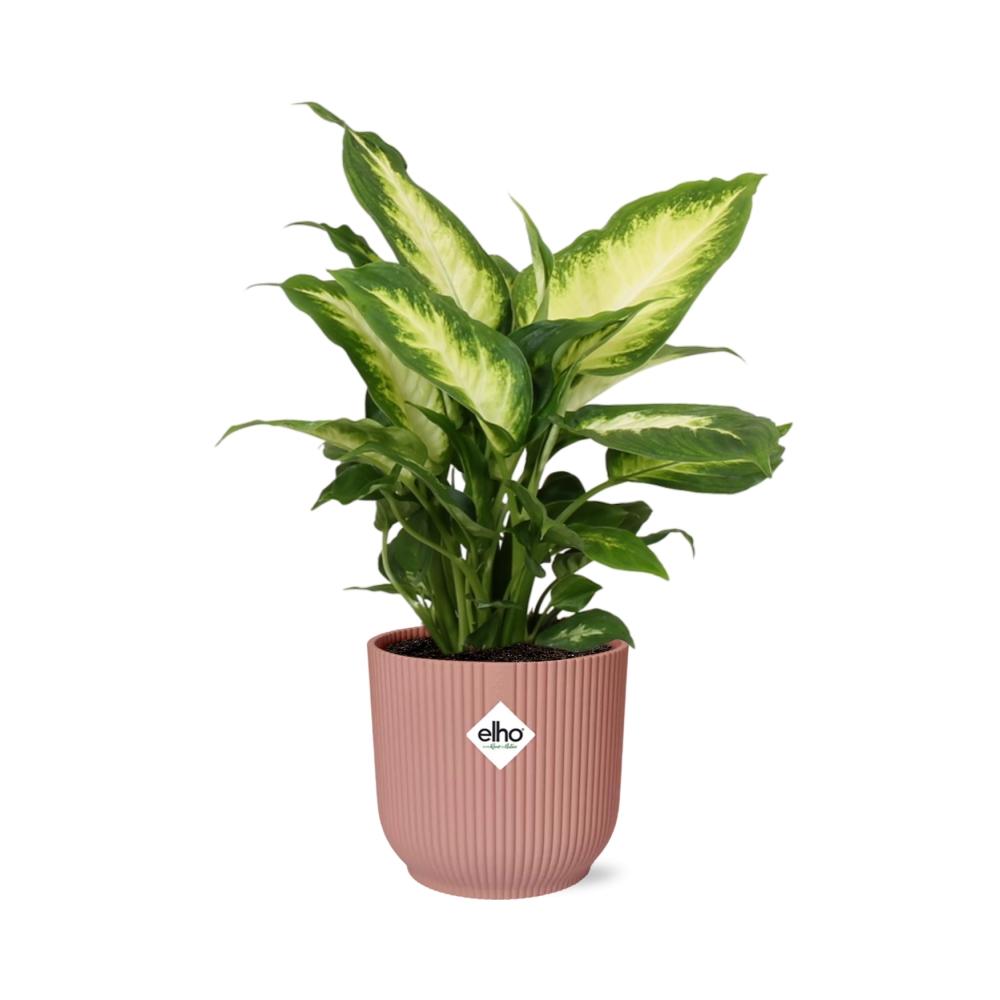 Dieffenbachia ‘Camilla’ in ELHO Vibes Fold 14cm roze – 35 cm hoog – foto 2