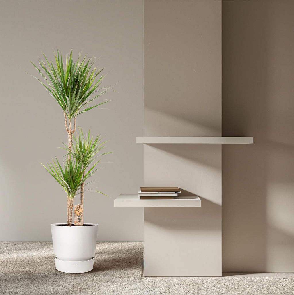 Dracaena marginata (arbre dragonnier) – Ø21 cm, 110 cm de haut