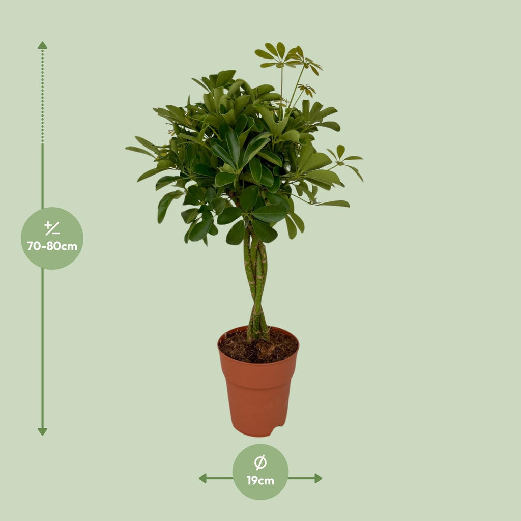 Schefflera Compacta (Dracaena) – Ø19 cm, 80 cm høj