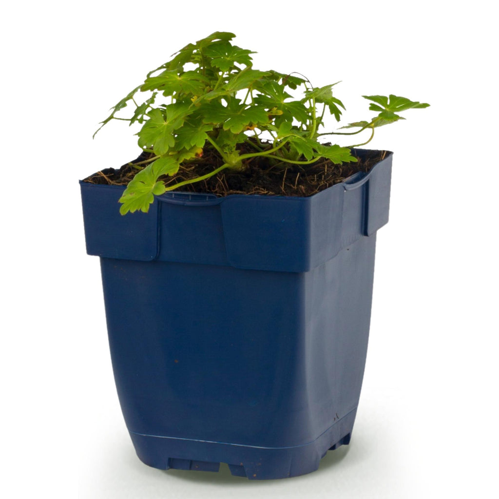 Geranium macrorrhizum 'Spessart' (Storchschnabel) – rosa-weiß – Ø11 cm, 15–25 cm hoch – Bild 2