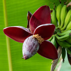 Musa sikkemensis 'Red Tiger' (banana plant) – 4 plants, Ø12 cm, 30 cm high