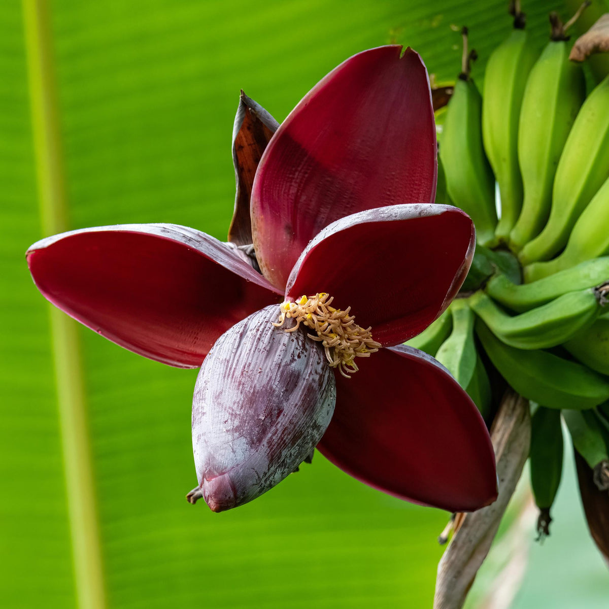 Musa sikkemensis 'Red Tiger' (banana plant) – 4 plants, Ø12 cm, 30 cm high – photo 5